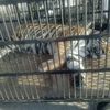UniverSoul Circus Sues NYC For Right To Cage Tigers